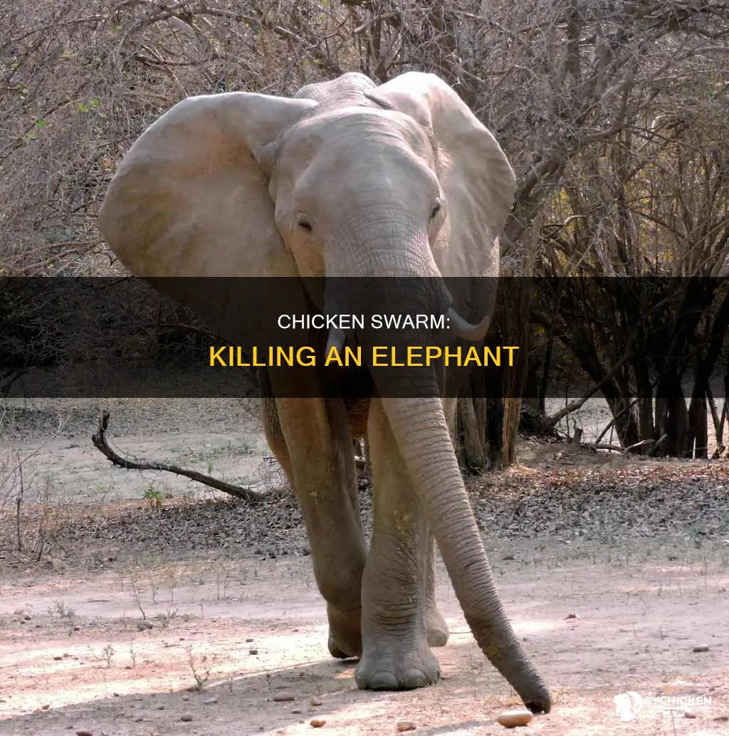 how many chicken would it take to kill an elephant