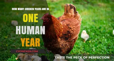 Chicken Years: The Surprising Math of Chicken Lifespans