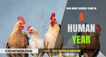 Chicken Years vs Human Years: What's the Conversion?