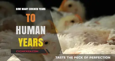 Understanding Chicken Lifespan: Converting Poultry Years to Human Years
