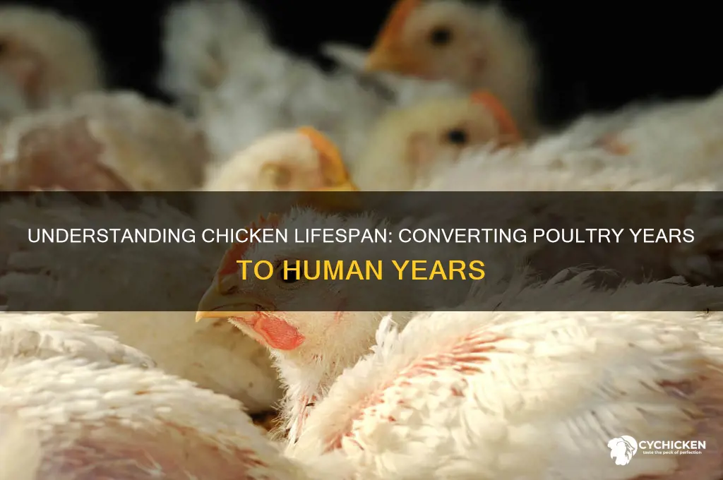 how many chicken years to human years