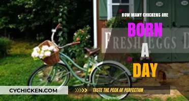 Daily Hatch: The Astonishing Number of Chickens Born Each Day