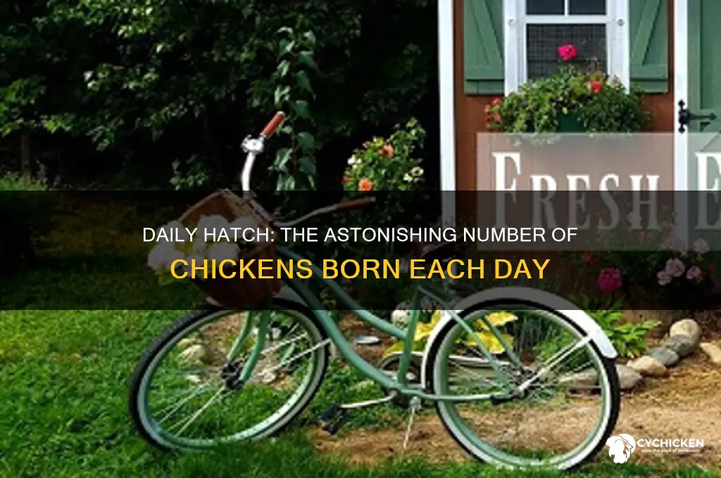 how many chickens are born a day