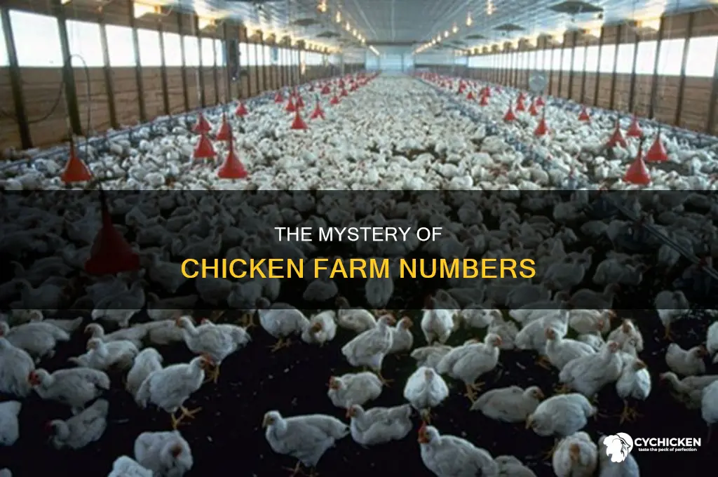 how many chickens are currently in chicken farms