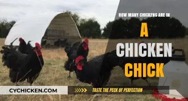 Understanding Chicken Flock Dynamics: How Many Chickens?