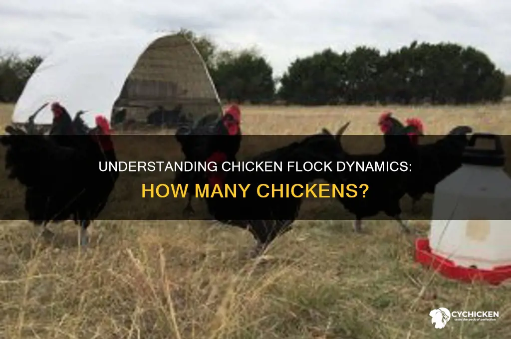 how many chickens are in a chicken chick