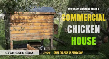 Exploring Commercial Chicken Houses: Flock Sizes and Standards