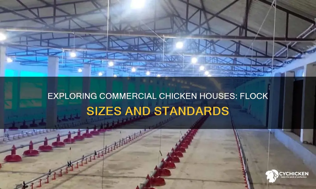 how many chickens are in a commercial chicken house