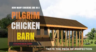 Pilgrim Chicken Barn: How Many Chickens Live There?