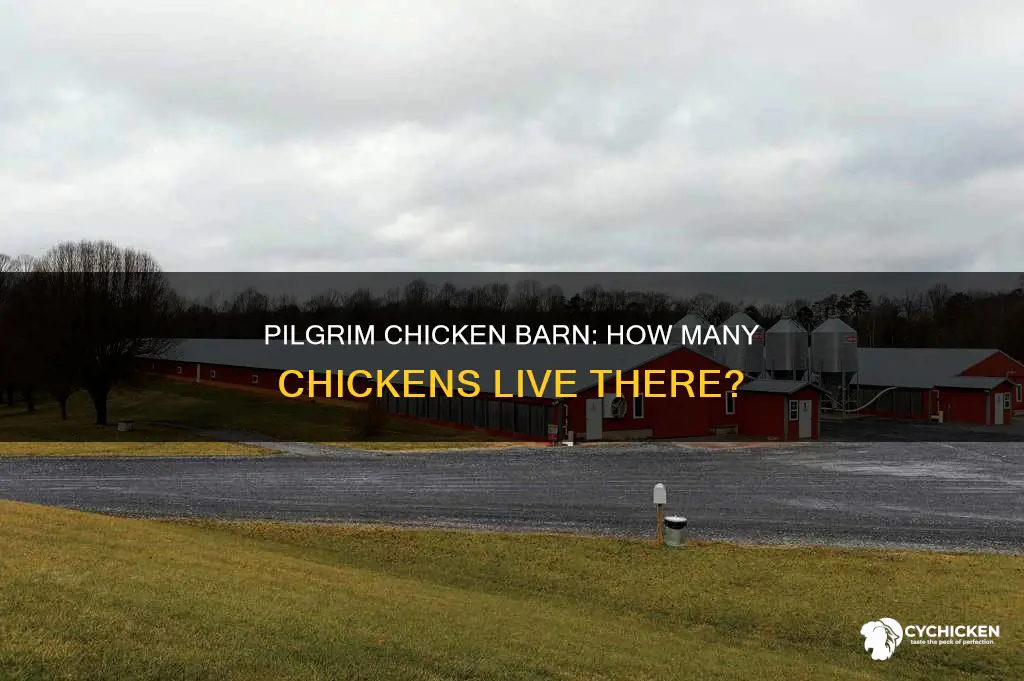 how many chickens are in a pilgrim chicken barn