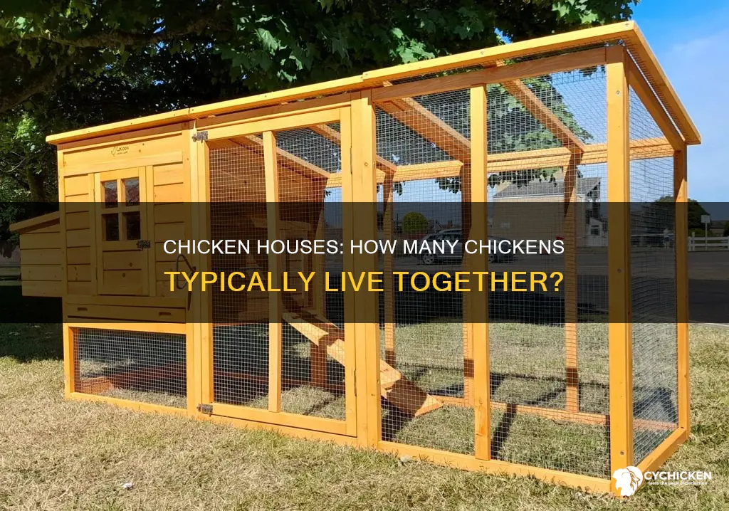 how many chickens are in a typical chicken house
