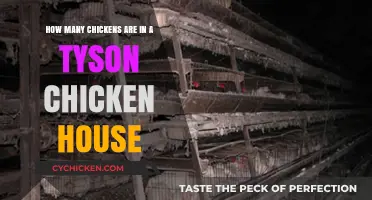 Tyson Chicken Houses: How Many Chickens Live There?