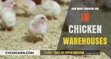 Unveiling the Truth: Chicken Warehouses and Their Poultry Population