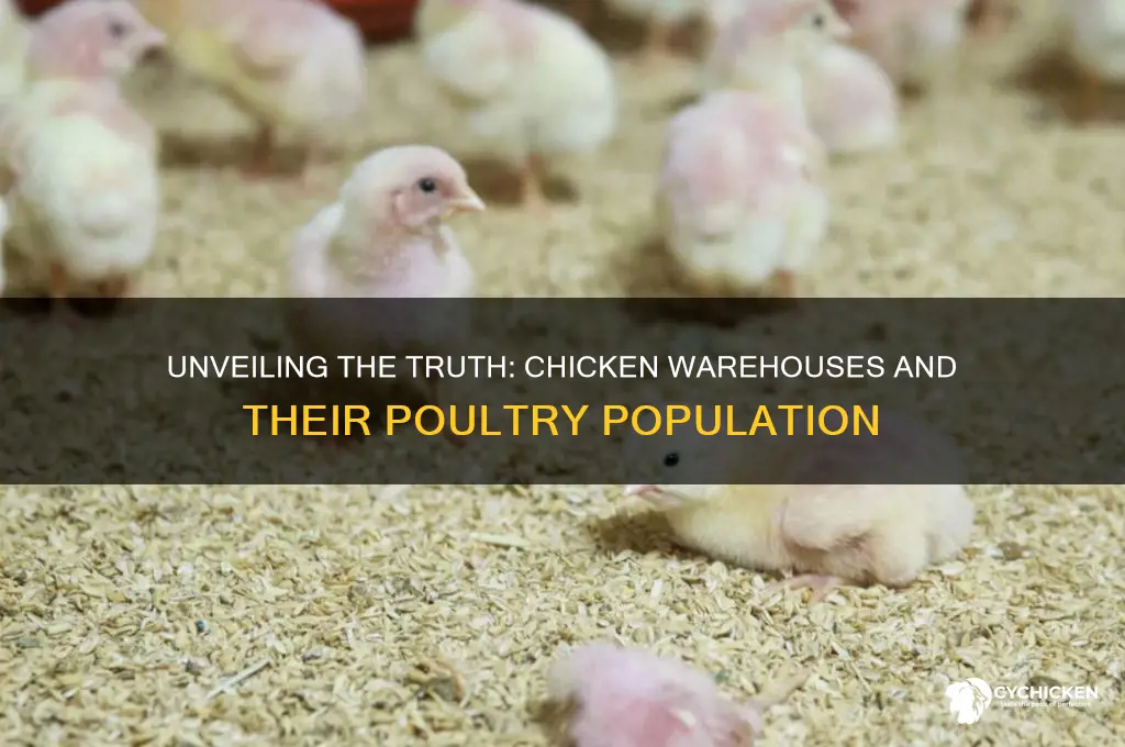 how many chickens are in chicken warehouses