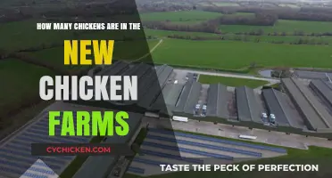 Chicken Farms: How Many Chickens Are There Now?