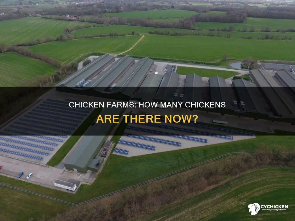 how many chickens are in the new chicken farms