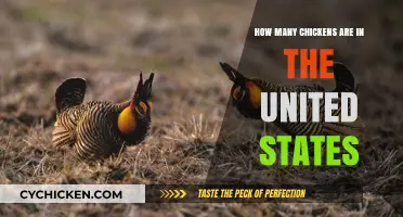 Clucking Numbers: The Surprising Chicken Population in the United States