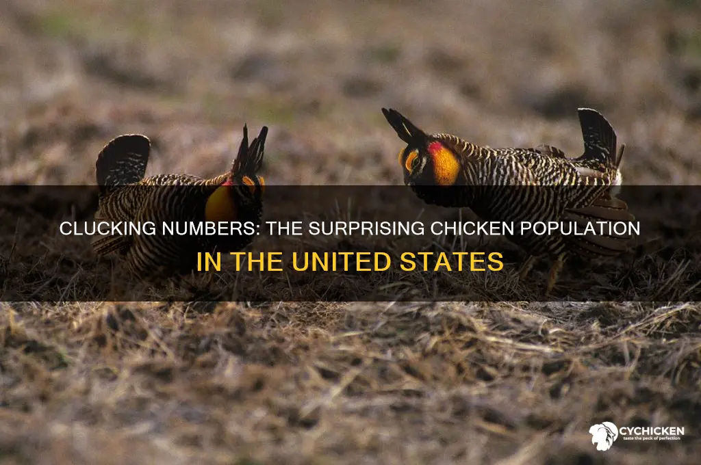 how many chickens are in the united states