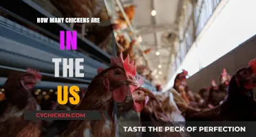 Clucking Numbers: The Surprising Count of Chickens in the US