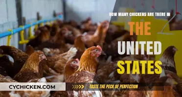 Chickens in the US: A Large Number