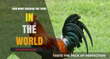 Global Chicken Population: Unveiling the Astonishing Number of Chickens Worldwide