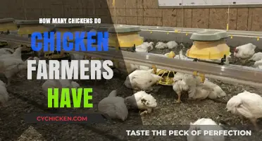 How Many Chickens Do Chicken Farmers Typically Own?