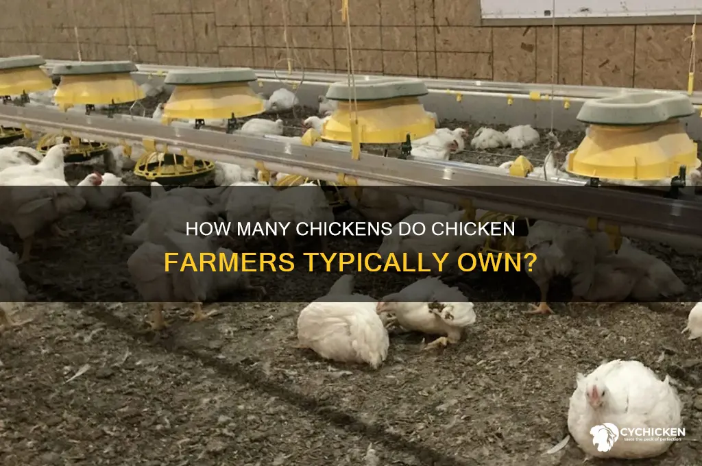 how many chickens do chicken farmers have