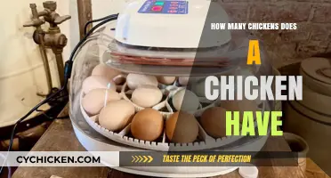 Understanding Chicken Reproduction: How Many Offspring Does a Hen Typically Have?