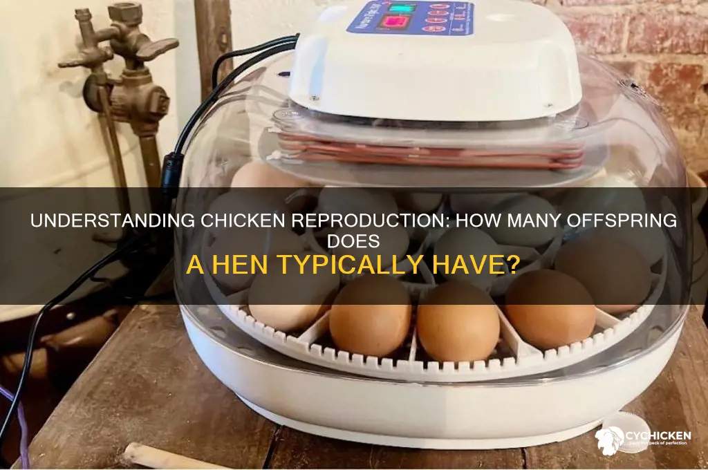 how many chickens does a chicken have