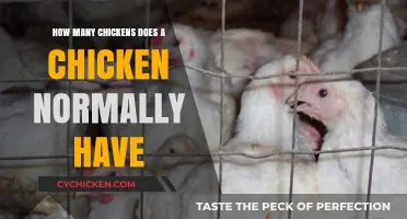 The Brood Size of Chickens: How Many Eggs Do They Lay?