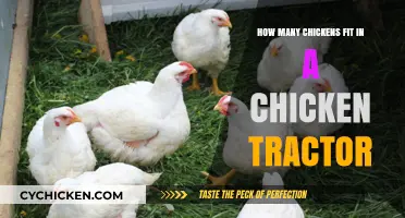 Chicken Tractors: How Many Birds Can Fit?
