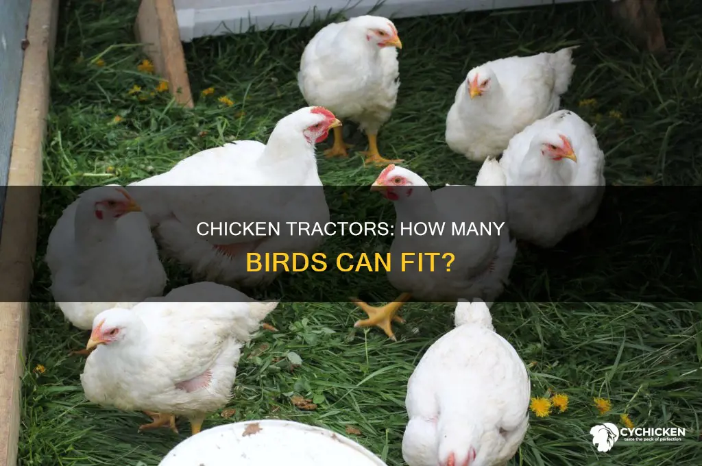 how many chickens fit in a chicken tractor