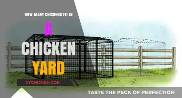 Strategizing Chicken Yard Space for Your Hens