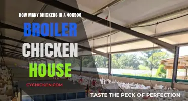 Broiler Chicken Housing: Maximizing Space for Optimum Flock Size
