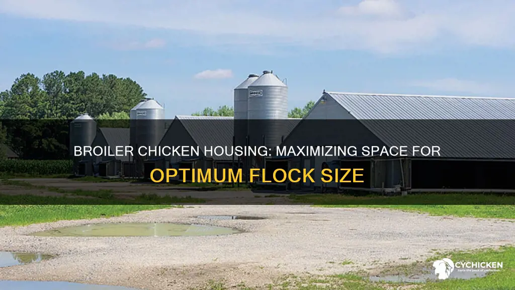 how many chickens in a 40x500 broiler chicken house