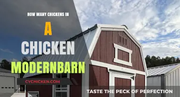 Modern Chicken Barn Capacity: How Many Chickens Fit Inside?