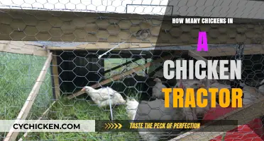 Optimal Chicken Tractor Capacity: How Many Chickens Can It Hold?