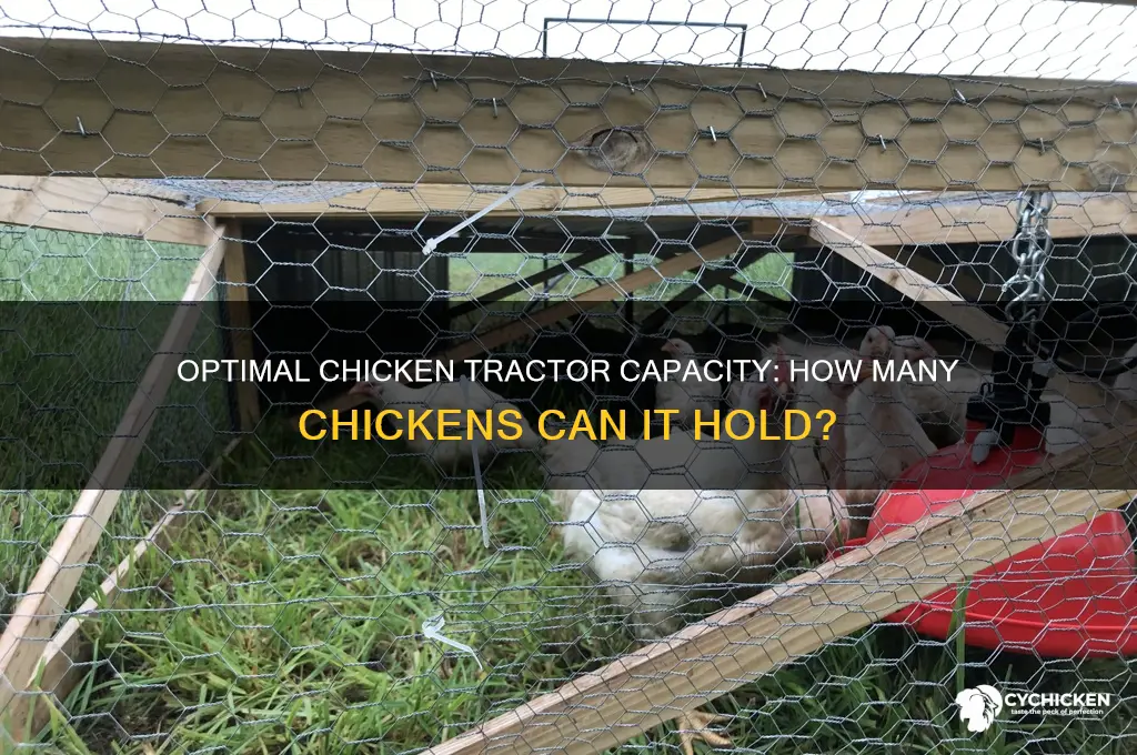 how many chickens in a chicken tractor