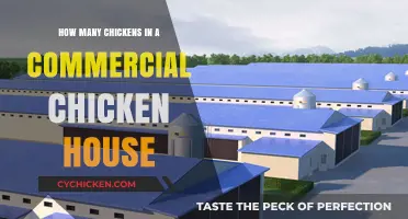 Commercial Chicken Housing: Understanding Flock Sizes and Capacity