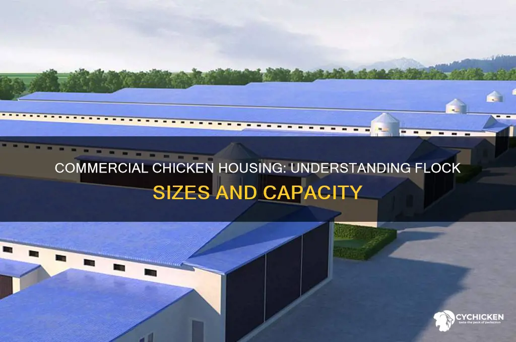 how many chickens in a commercial chicken house