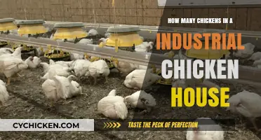 Industrial Chicken Houses: How Many Birds?