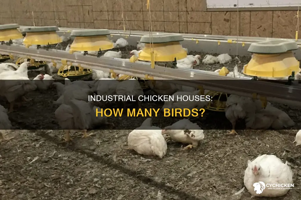 how many chickens in a industrial chicken house
