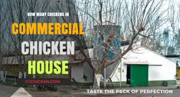 Commercial Chicken Housing: Understanding Flock Sizes and Capacity