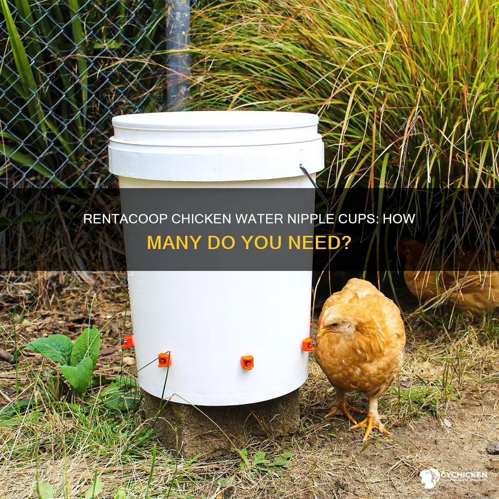 how many chickens per rentacoop automatic chicken water nipple cup
