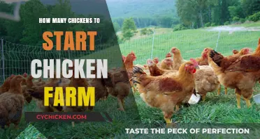 Starting a Chicken Farm: Ideal Flock Size for Beginners