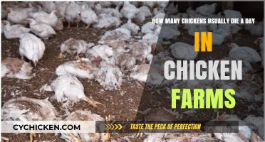 Grim Reality: Chicken Farm Deaths Daily
