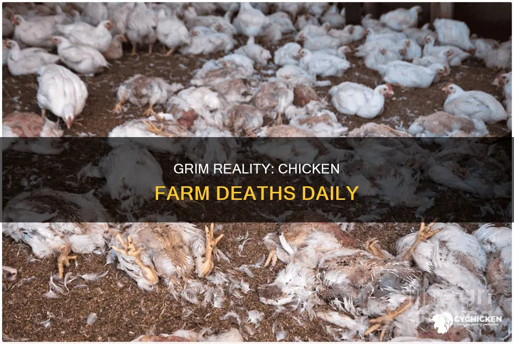 how many chickens usually die a day in chicken farms