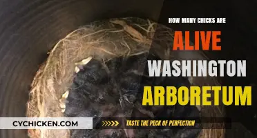Chick Survival Rates at Washington Arboretum: A Detailed Analysis