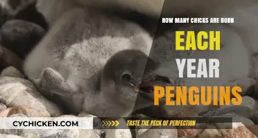 Penguin Chicks: An Annual Baby Boom