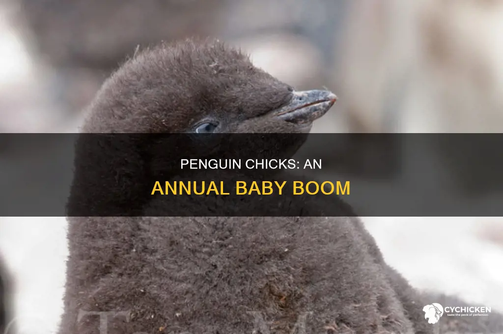 how many chicks are born each year penguins